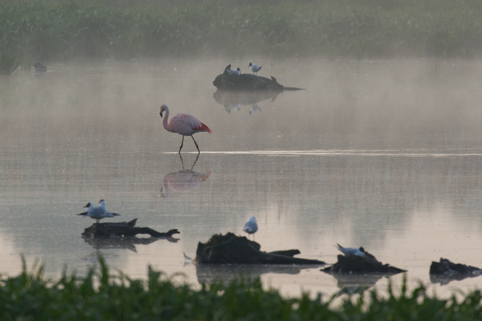 Morgenidylle bei den Flamingos