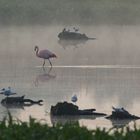 Morgenidylle bei den Flamingos