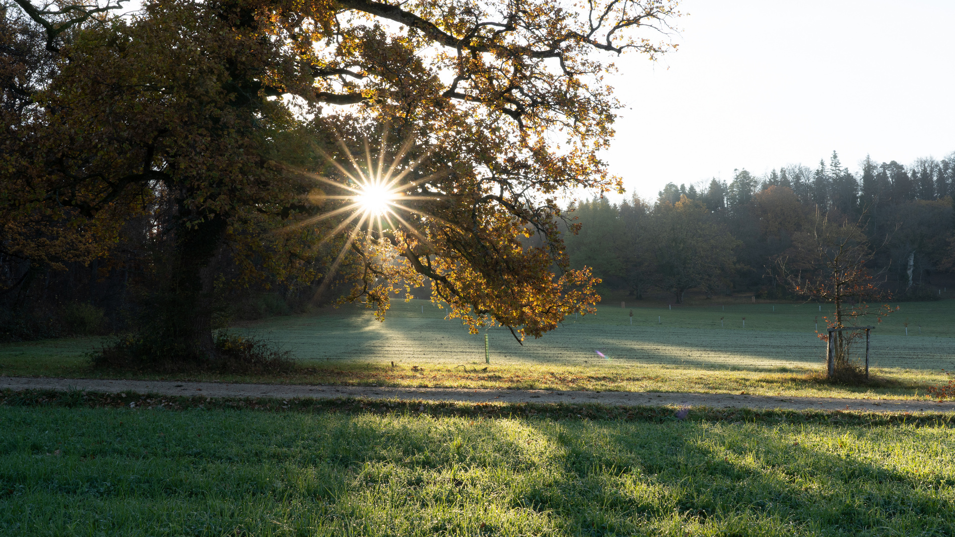 Morgenimpression im Eichenhain