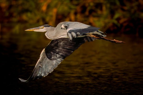 Morgeninspektion des Terrains, Graureiher