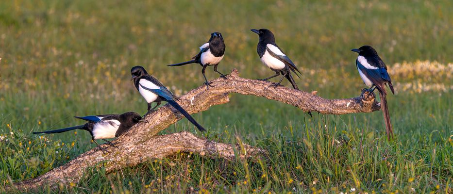 Morgenkonferenz der Elstern