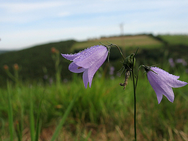 Morgenläuten