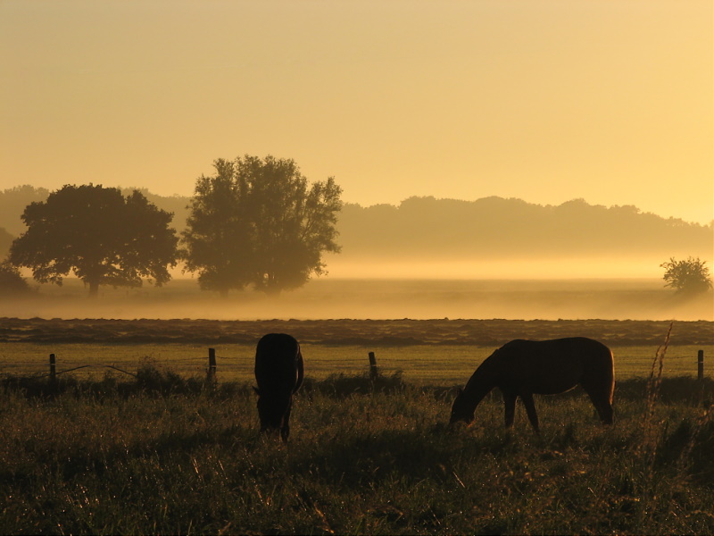 Morgenlandschaft