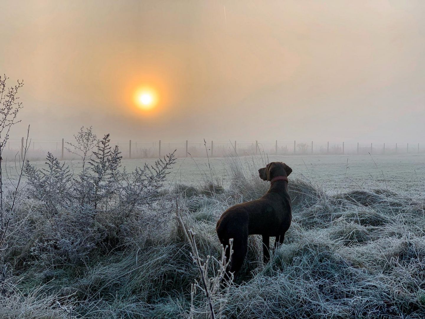 Morgenlandschaft mit Weimaraner