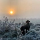 Morgenlandschaft mit Weimaraner