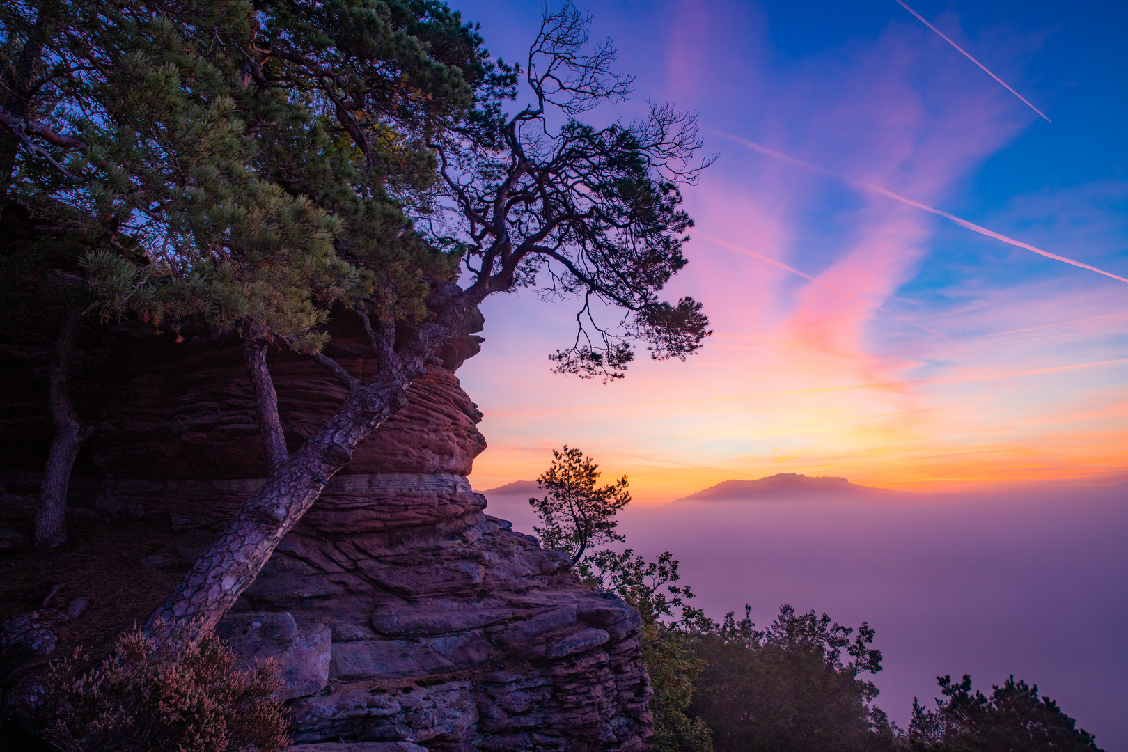 Morgenleuchten im Pfälzer Wald