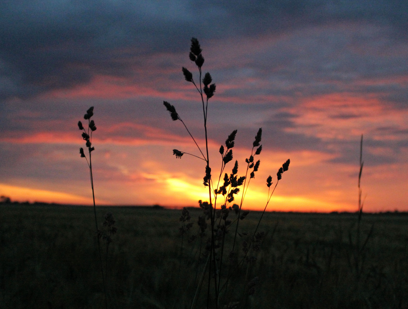 Morgenlicher Feldspaziergang