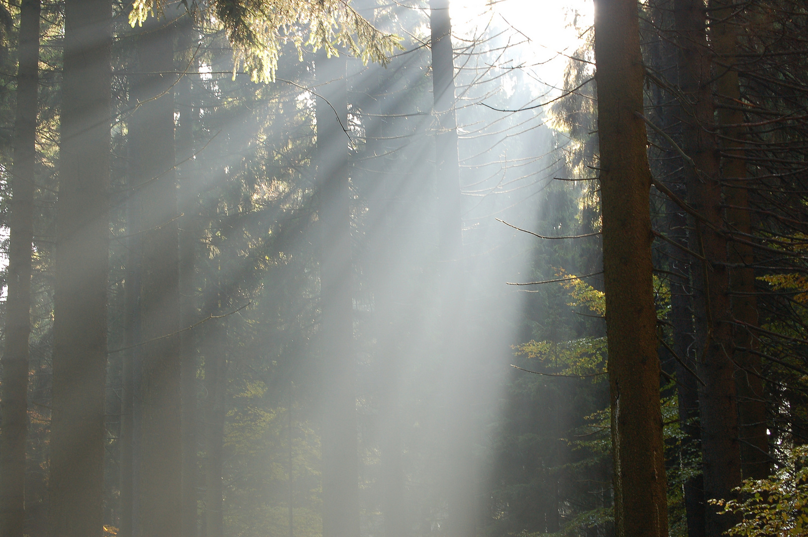 Morgenlicher Herbstnebel auf dem Rennsteig bei Ruhla/Thür.