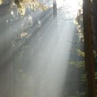 Morgenlicher Herbstnebel auf dem Rennsteig bei Ruhla/Thür.