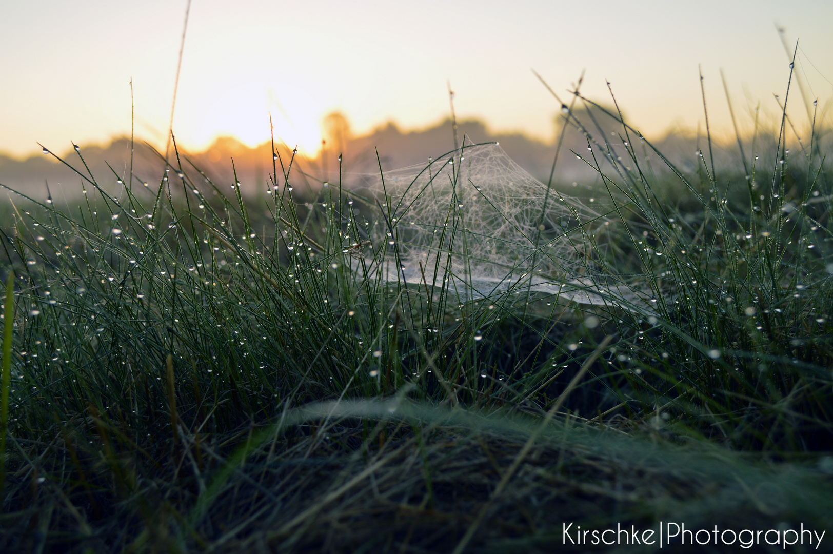 Morgenlicher Tau an Gras und Spinnennetz