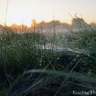 Morgenlicher Tau an Gras und Spinnennetz