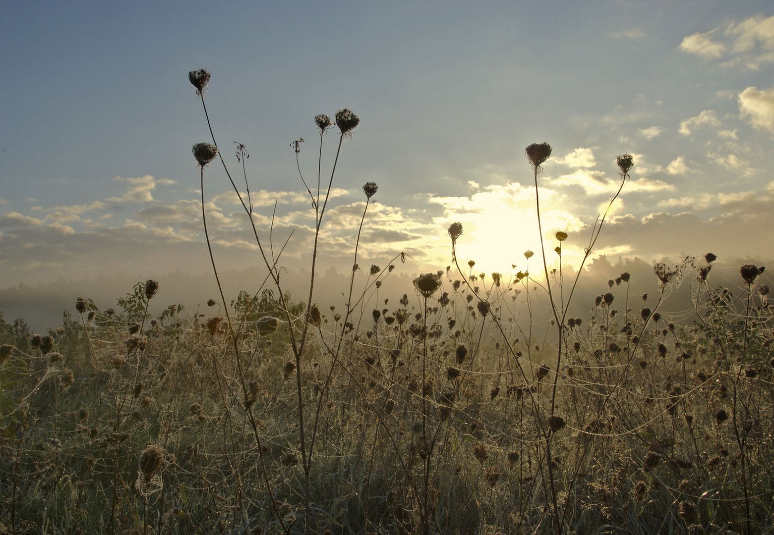 Morgenlicht