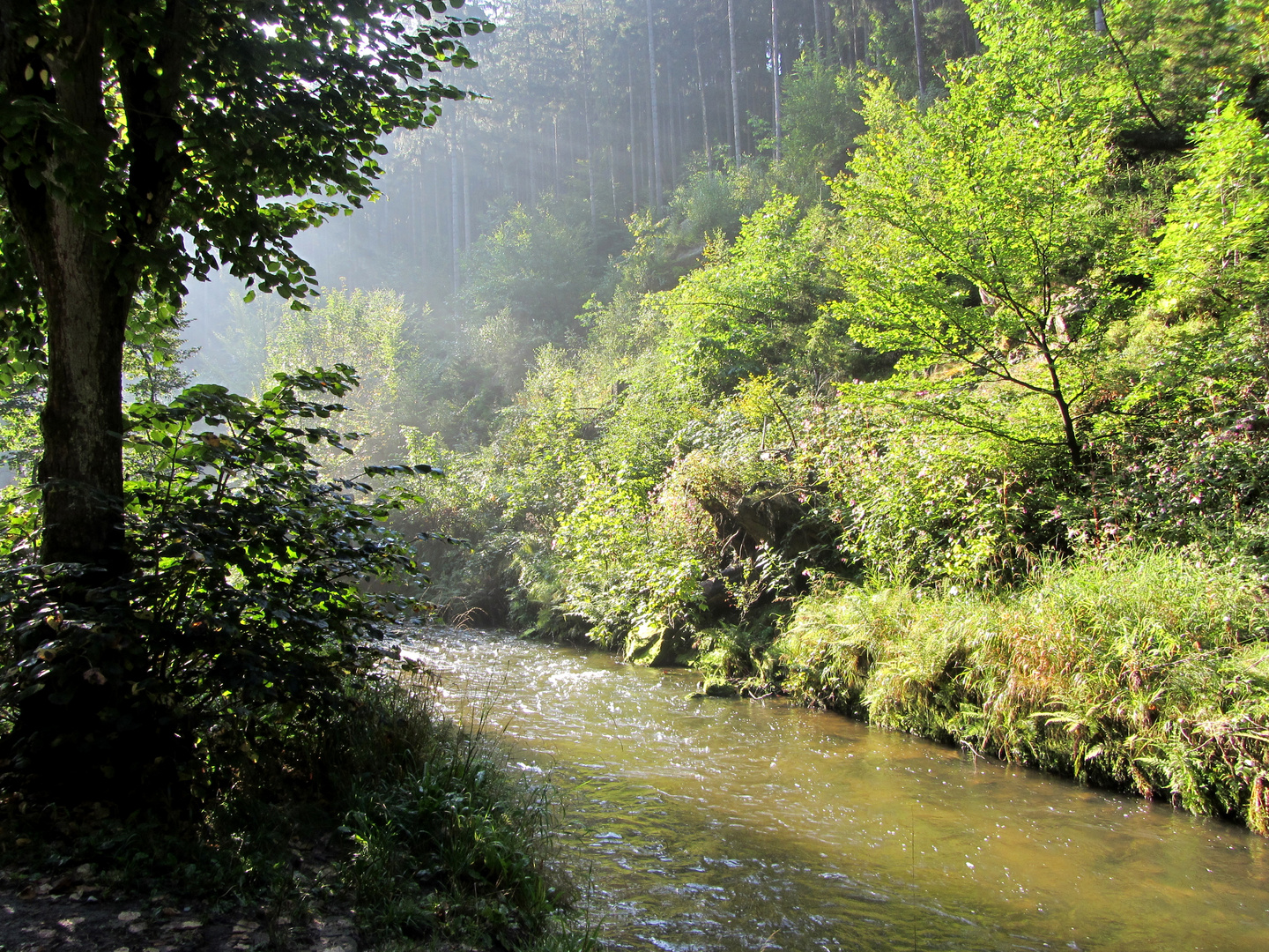 Morgenlicht