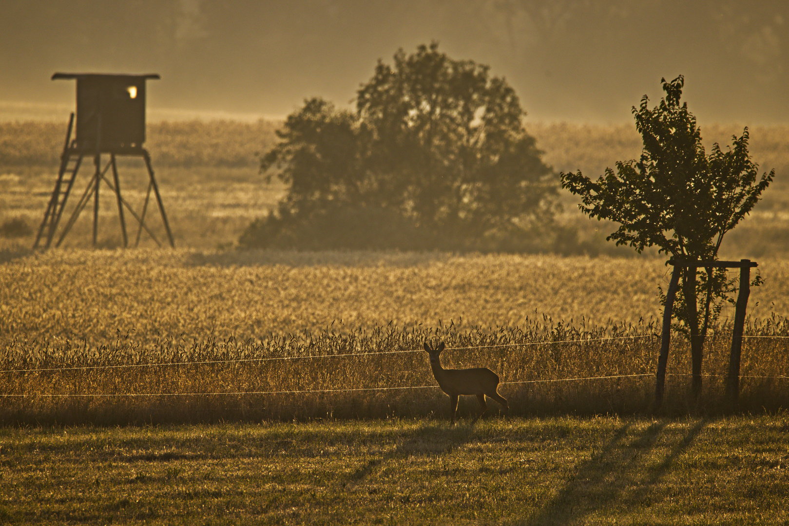 Morgenlicht