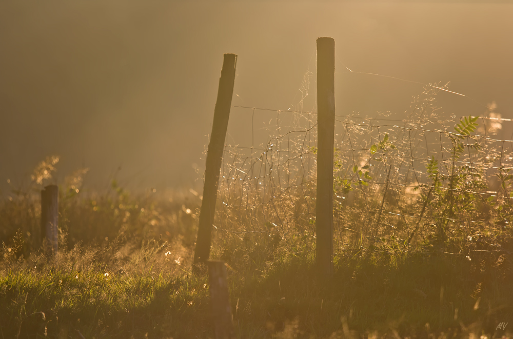 Morgenlicht