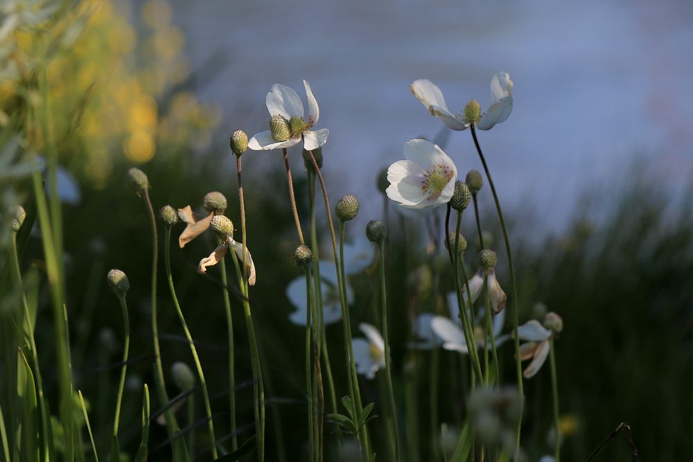 Morgenlicht