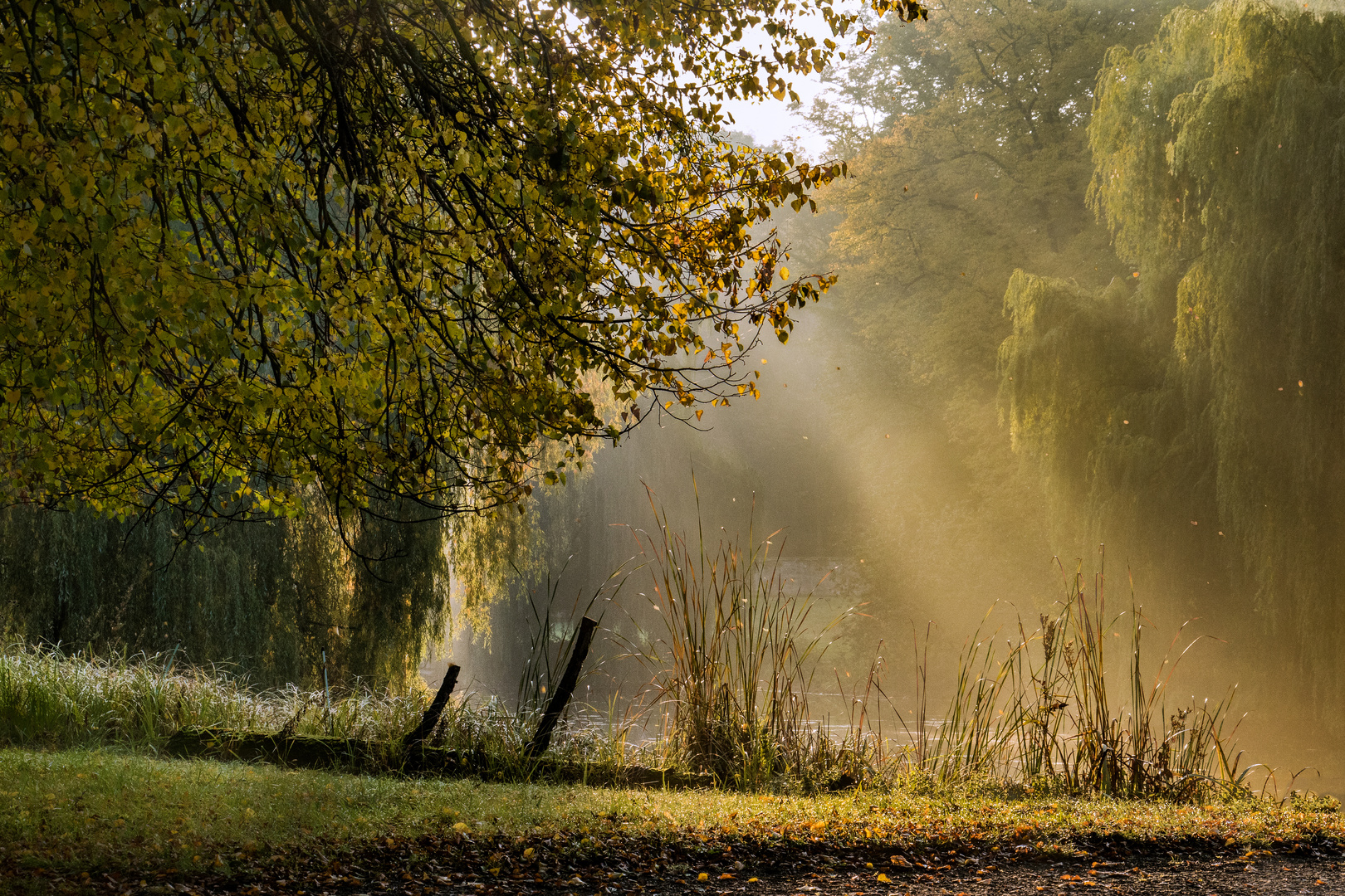 MorgenLicht