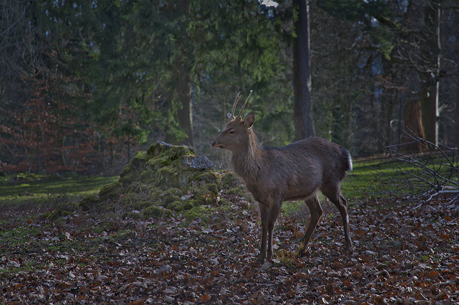 Morgenlicht