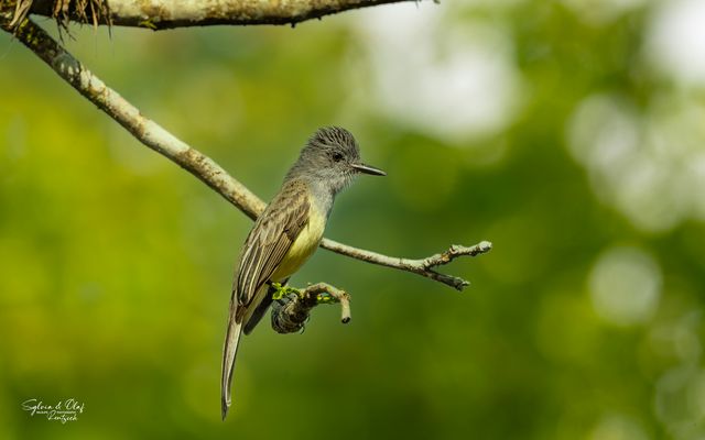 °°_Morgenlicht_°°