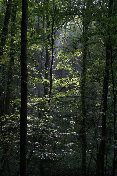 Morgenlicht von jompic 