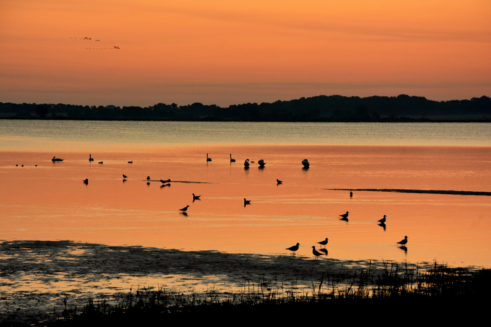 morgenlicht am Bodden