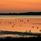 morgenlicht am Bodden