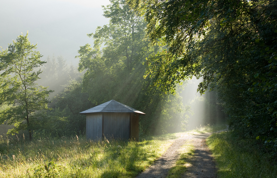 - Morgenlicht am Waldrand -