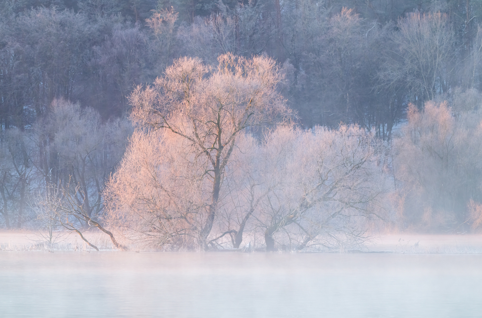 Morgenlicht an der Elbe