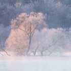 Morgenlicht an der Elbe