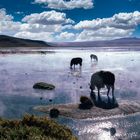 Morgenlicht an der Laguna Colorada