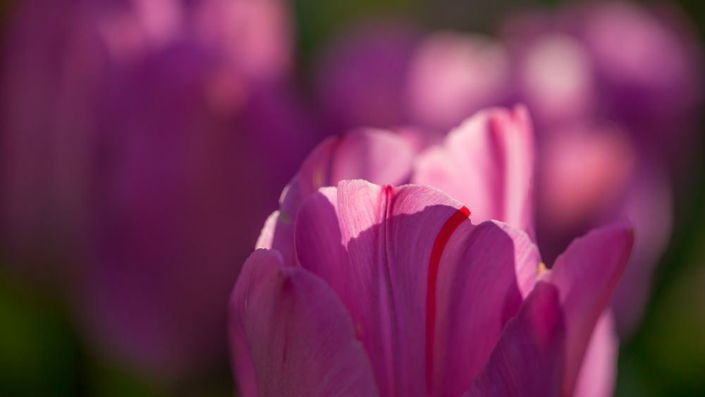 Morgenlicht auf meinen Tulpen