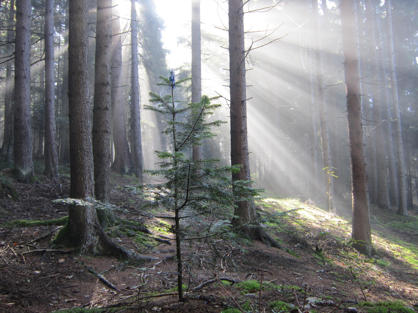 Morgenlicht im Bayerischen Wald