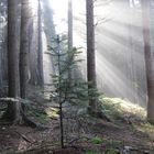 Morgenlicht im Bayerischen Wald