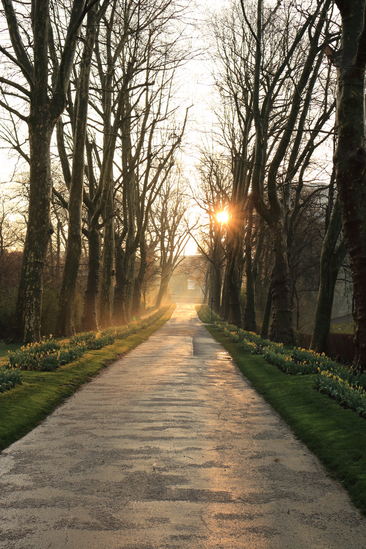 Morgenlicht im Blühenden Barock