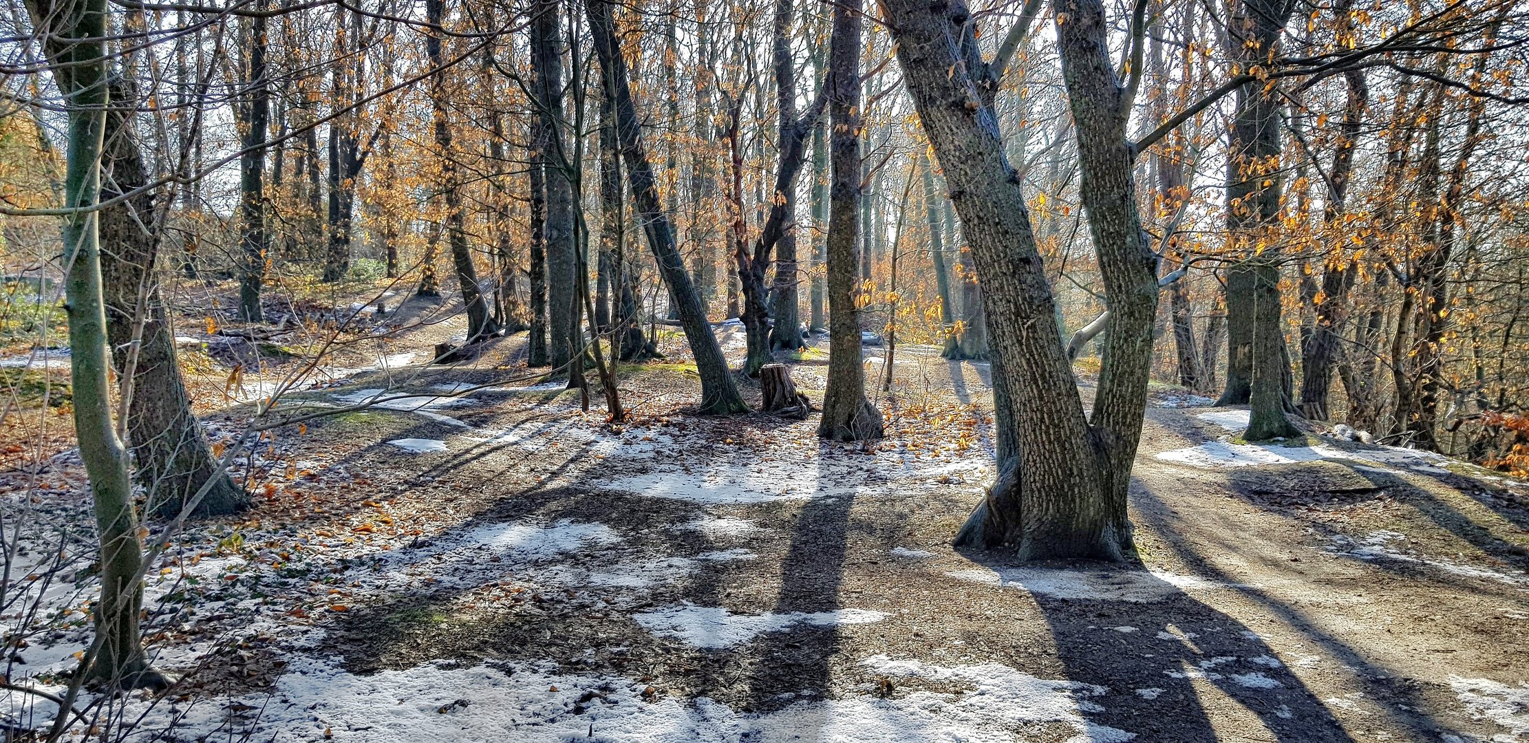 Morgenlicht im  Buchenwald