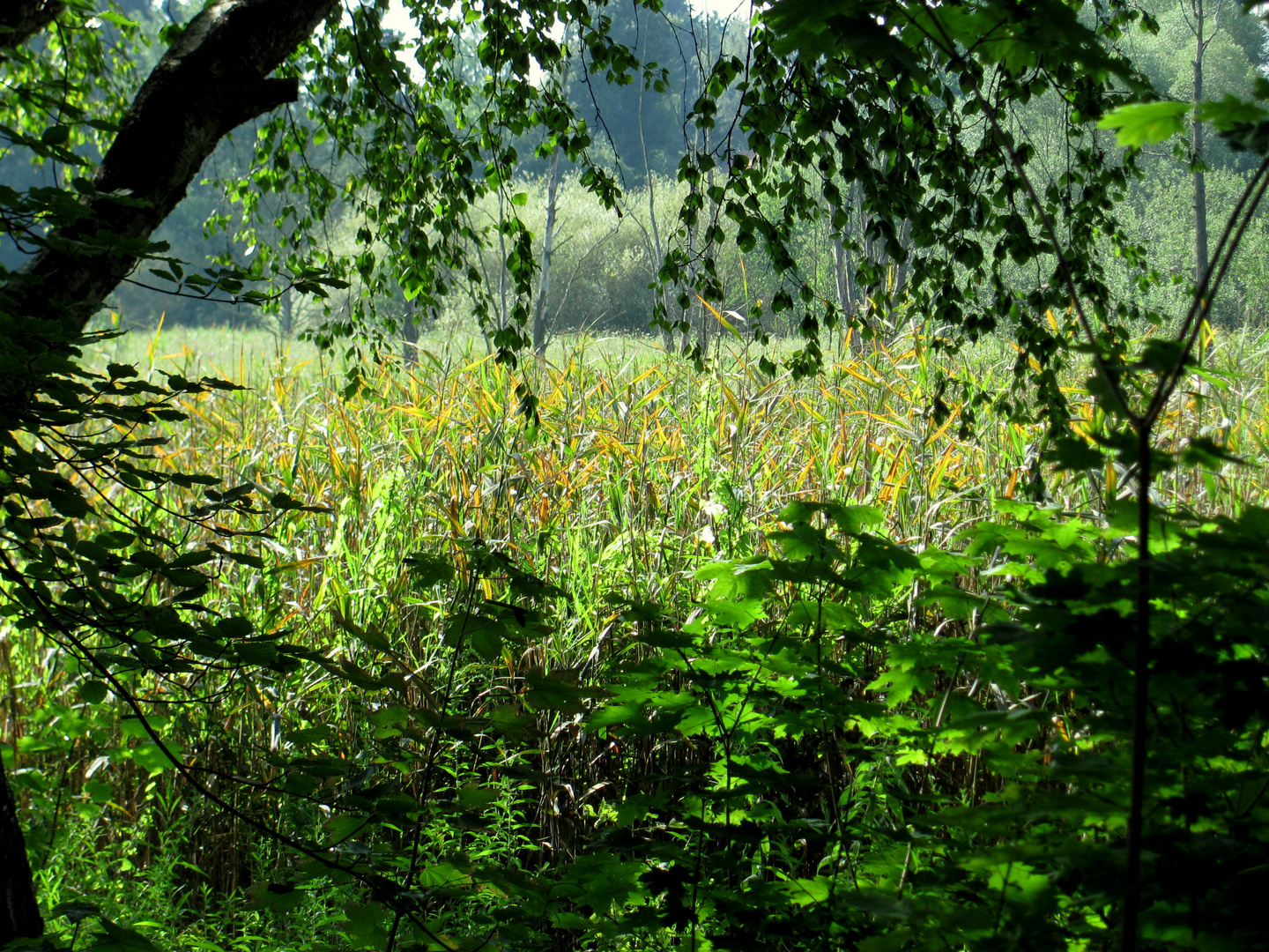 Morgenlicht im Fließtal