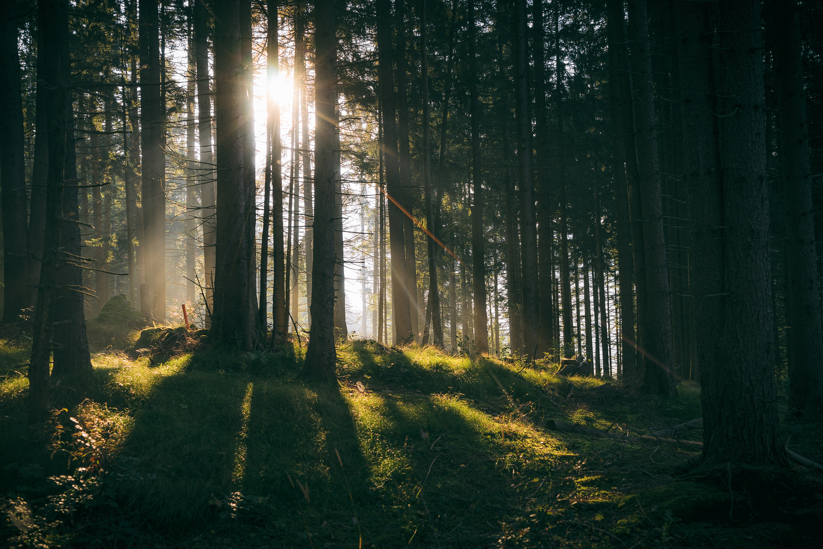 Morgenlicht im Frühherbst