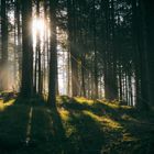 Morgenlicht im Frühherbst