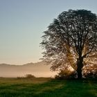 Morgenlicht im Goldenen Oktober