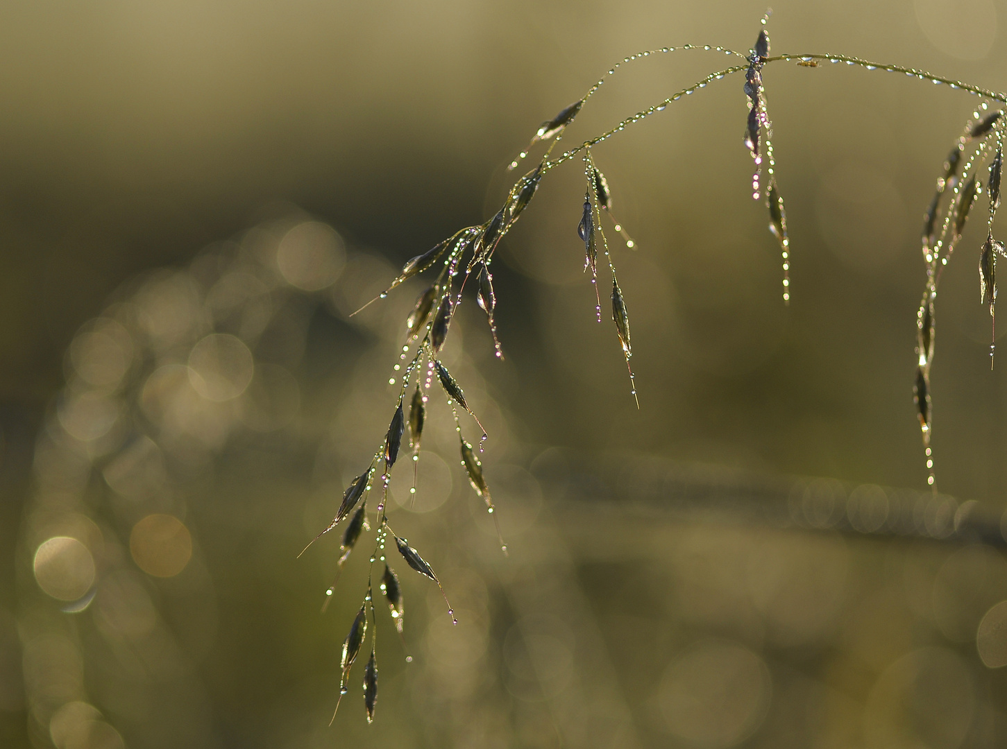 Morgenlicht im Herbst...