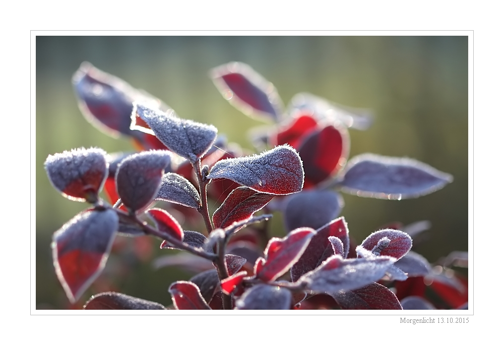 Morgenlicht im Herbst