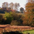 Morgenlicht im herbstlichen Paustenbachtal // Simmerath