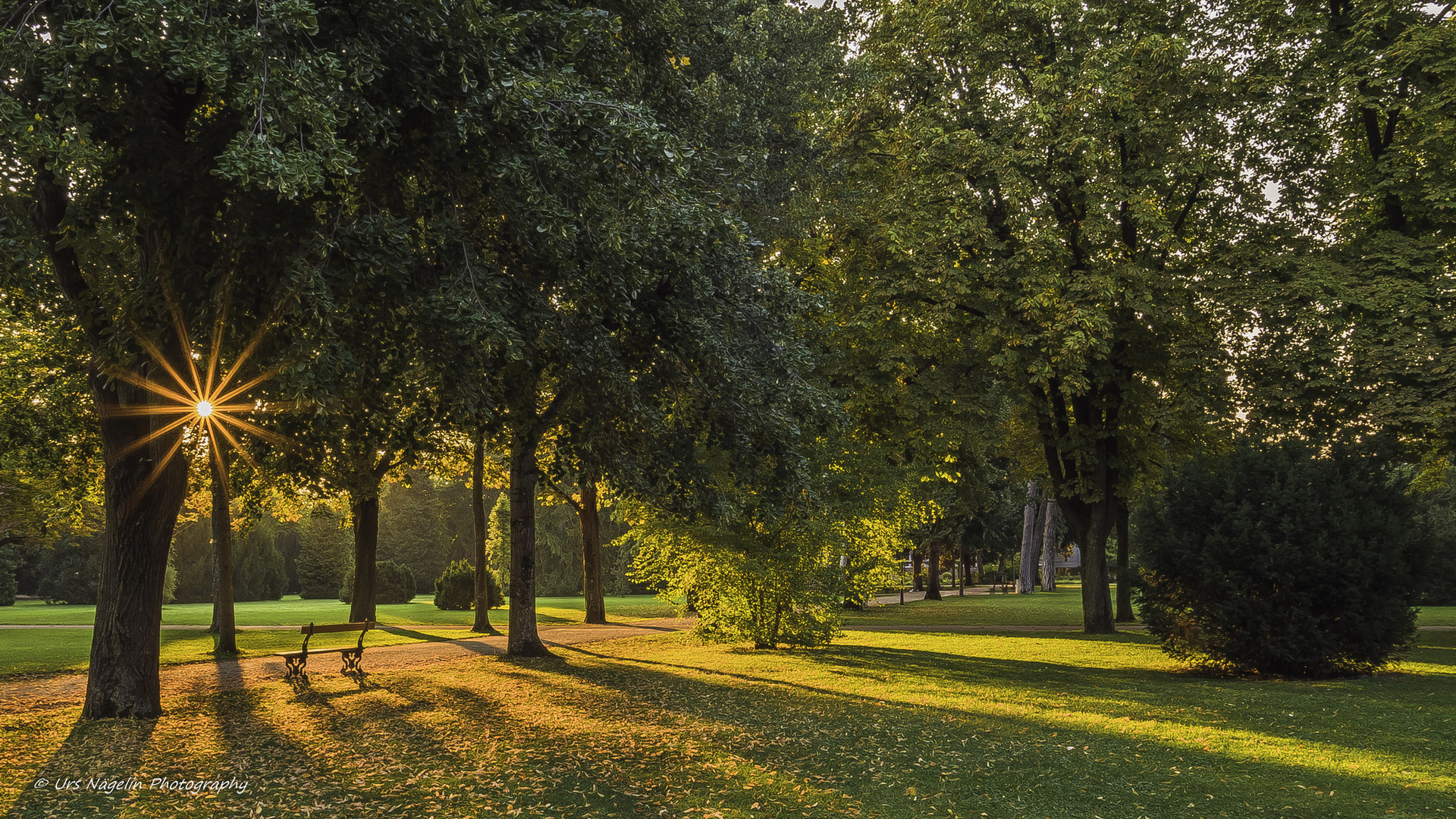 Morgenlicht im Park