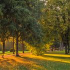 Morgenlicht im Park