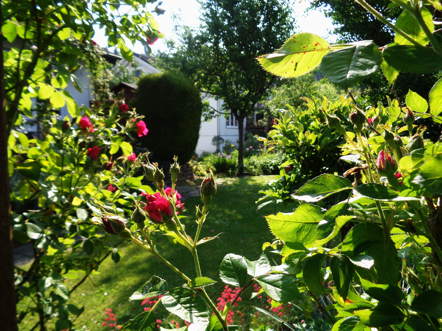 Morgenlicht im Rosenhag