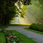 Morgenlicht im Schlossgarten Erlangen