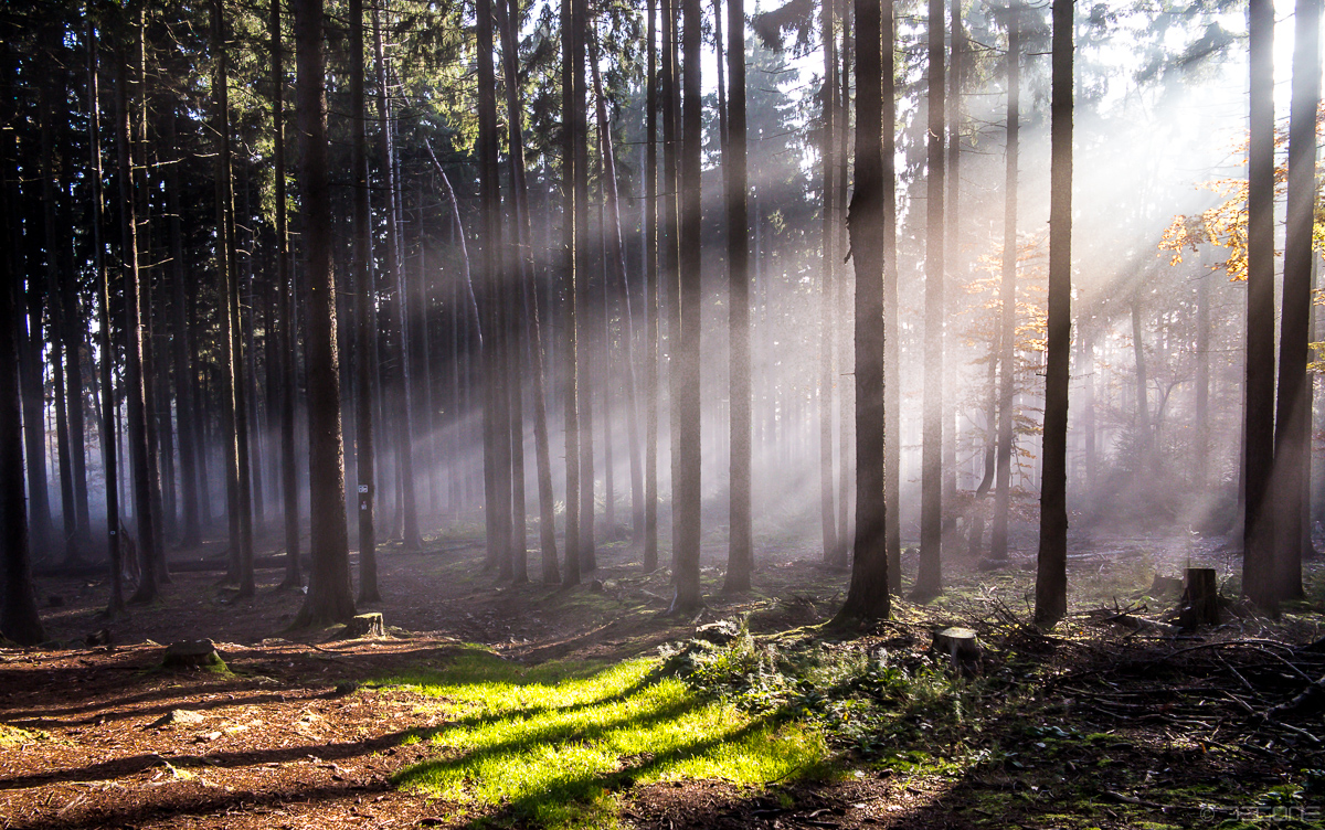 Morgenlicht im Taunus