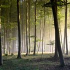 Morgenlicht im Wald