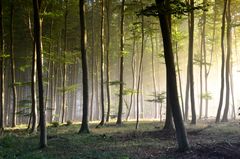 Morgenlicht im Wald