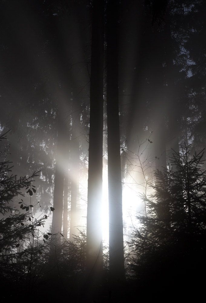 Morgenlicht im Wald